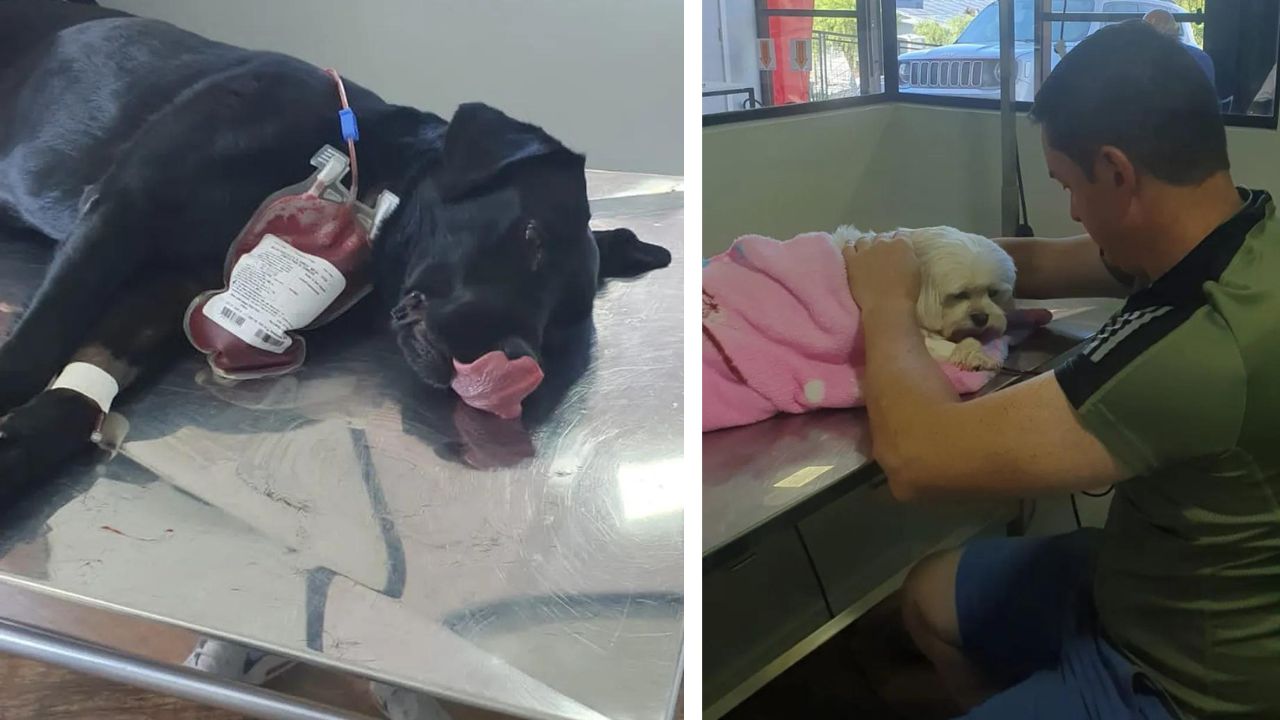 Cadela da Polícia Civil doa sangue para salvar cão intoxicado em Santa Catarina