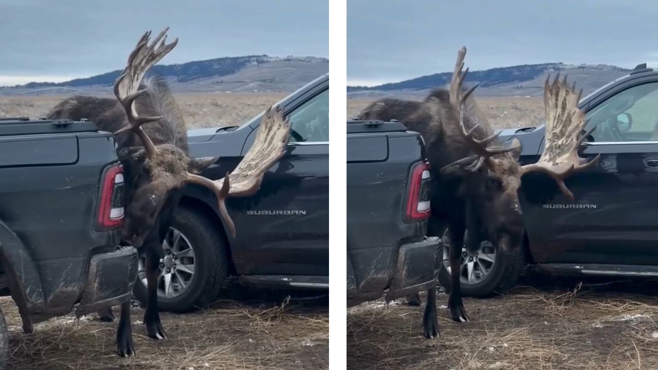 Por que alces estão lambendo carros no Canadá?