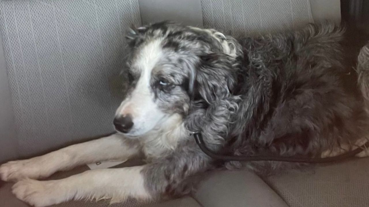 Cachorra é encontrada com vida 2 dias depois de cair de navio