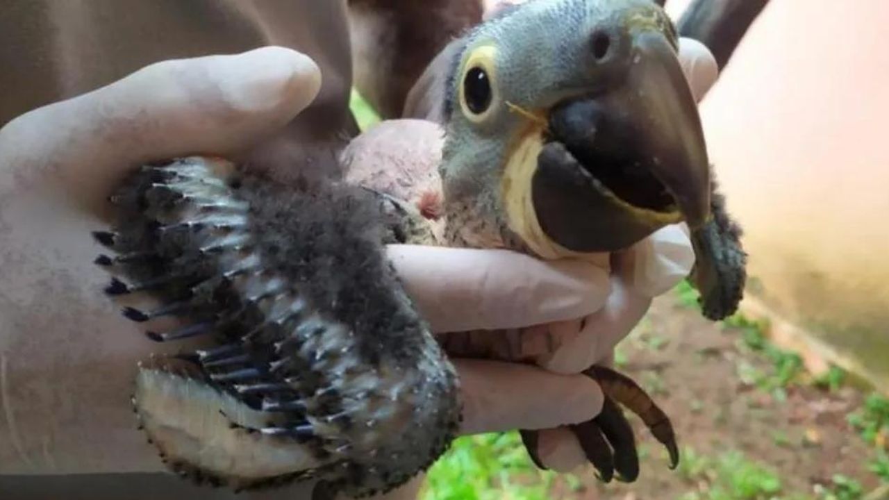 Ameaçada de extinção, filhote de arara-azul-grande nasce em zoológico municipal