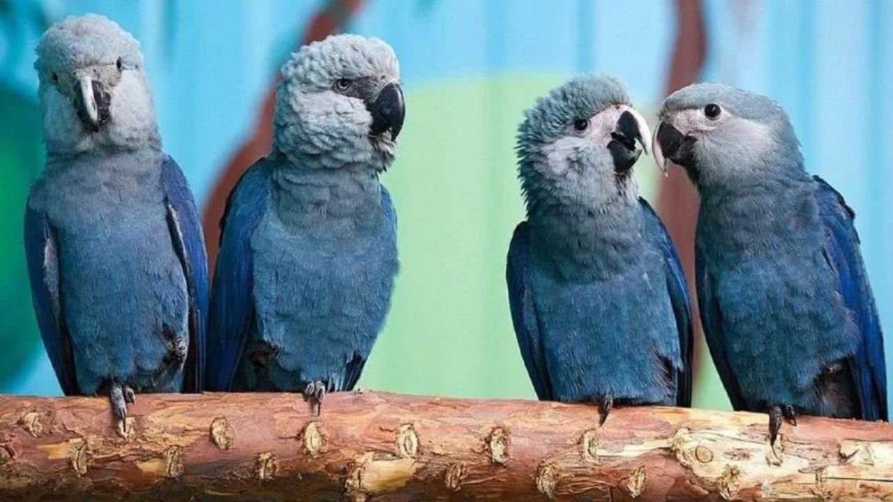 Em experimento, 8 ararinhas-azuis serão soltas para evitar extinção da espécie
