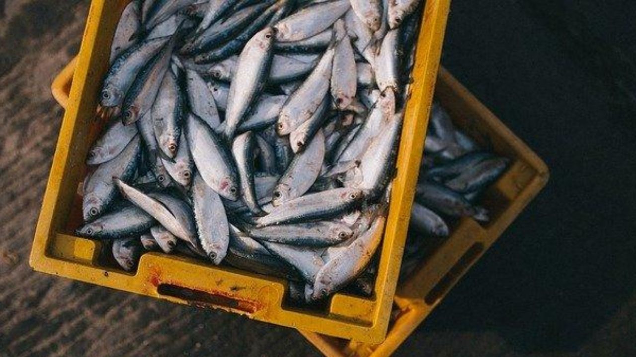 Mercados de frutos do mar são fechados em cidade chinesa após novos casos de Covid-19