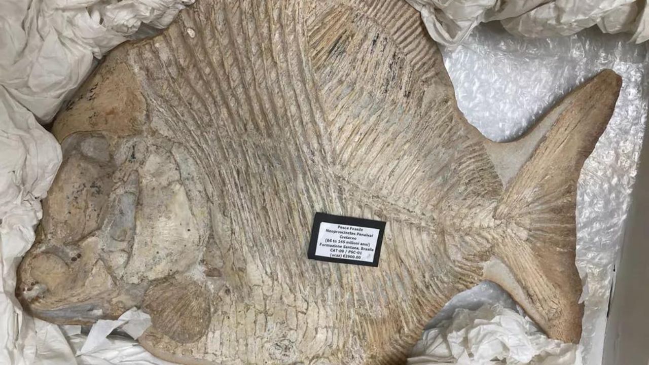 Após jornada clandestina, fóssil de 100 milhões de anos volta ao Brasil