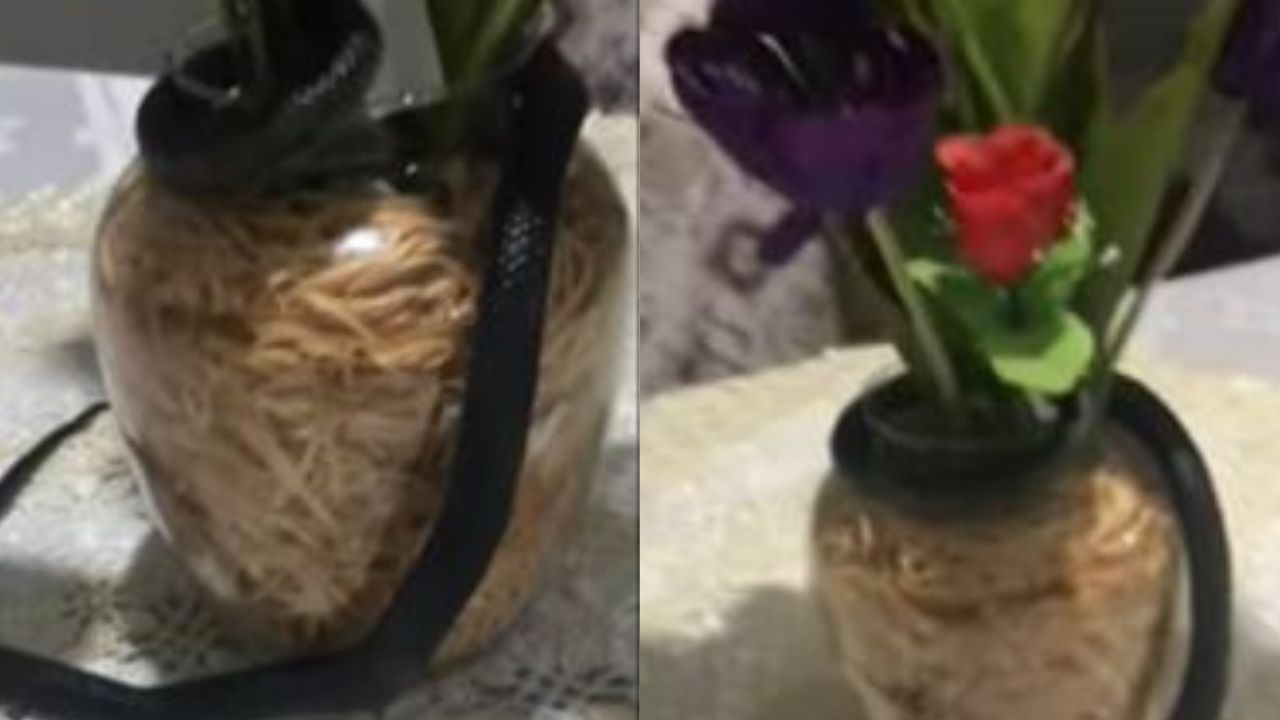 Mulher confunde graveto e encontra cobra em vaso de sua casa