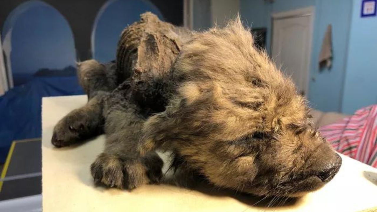 Estudo de múmias da Era do Gelo aponta quais lobos originaram os cães