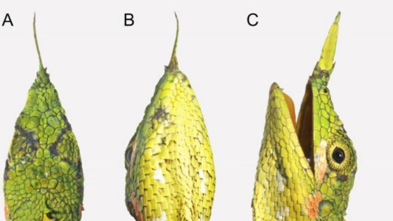 Espécie peculiar de lagarto é vista pela primeira vez em mais de 100 anos