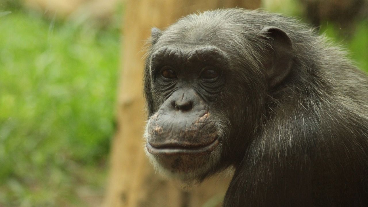 Chimpanzés são mortos após fugirem de recinto, na Suíça