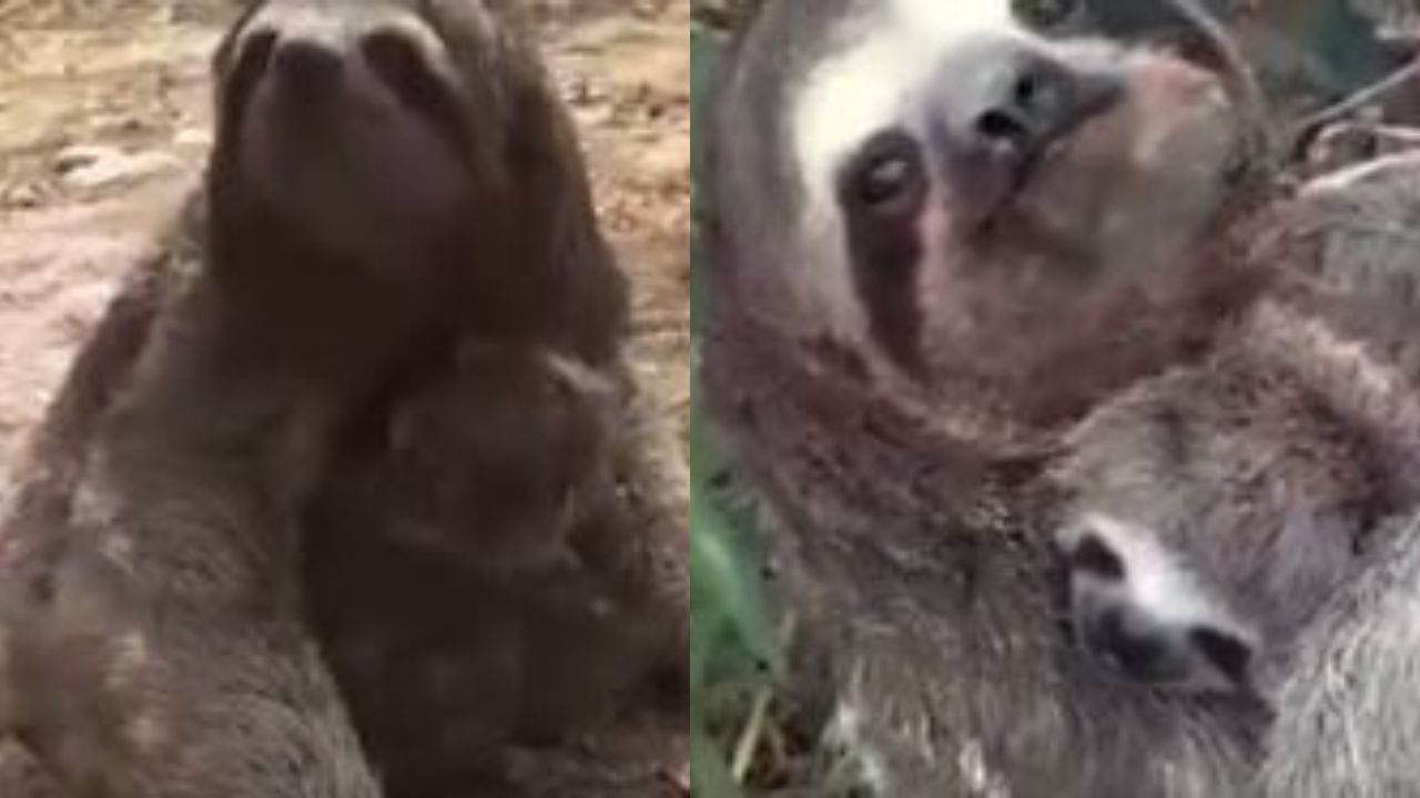 Mãe e filhote preguiça viralizam após reencontro