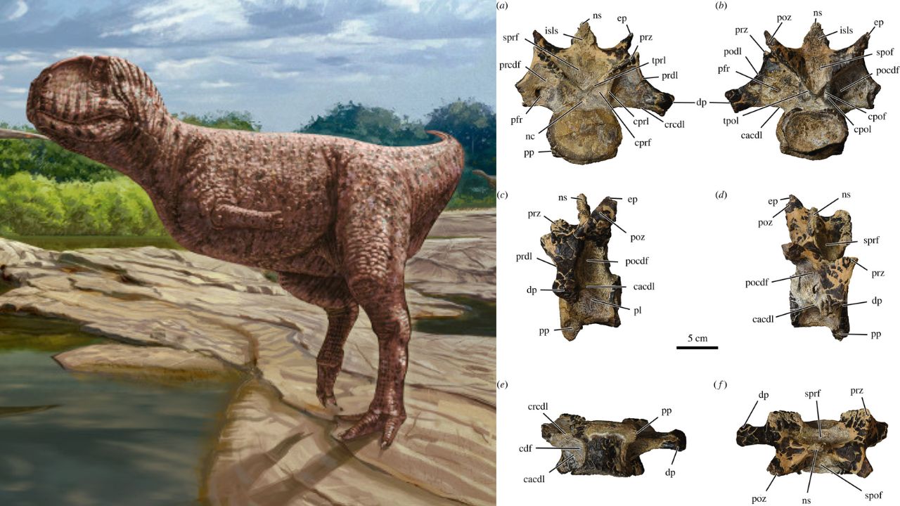 Evidência de dinossauro de aparência incomum é descoberta no Egito