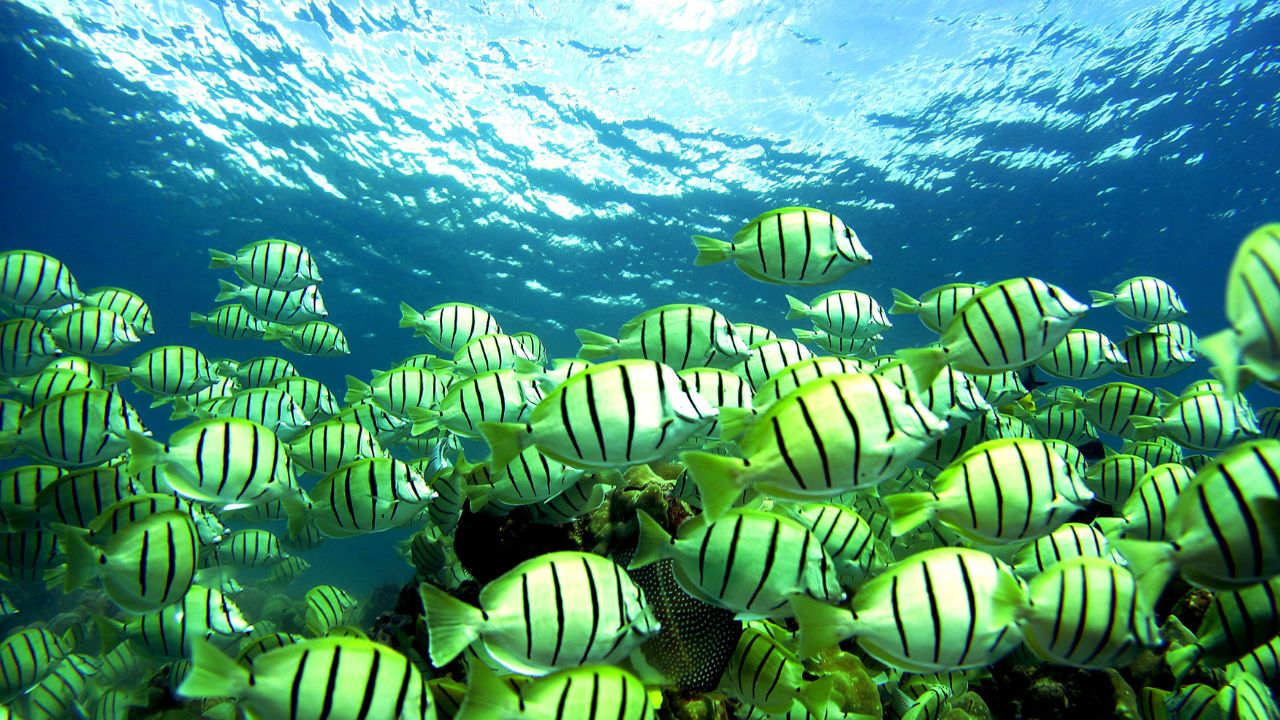 Ouvido médio humano evoluiu de brânquias de peixes, aponta estudo