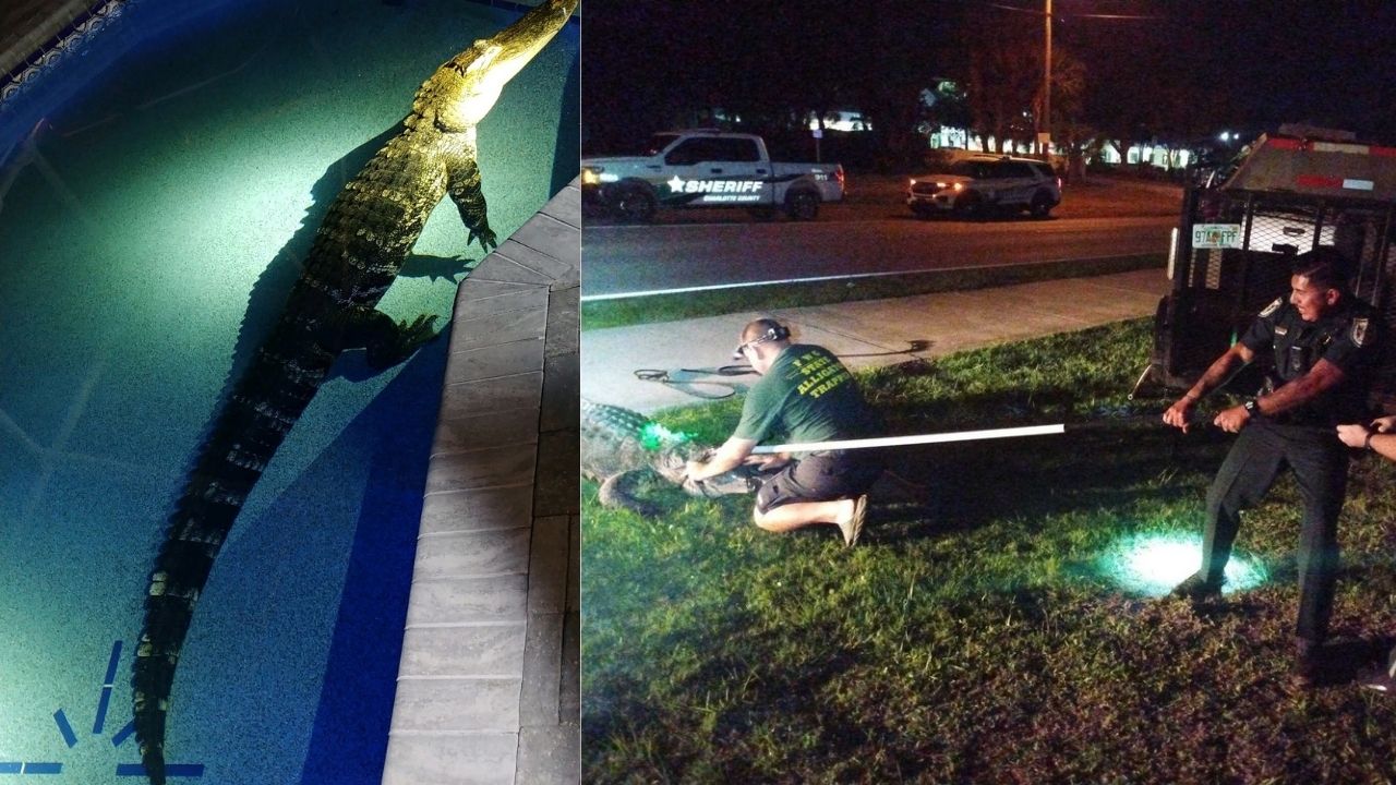 Crocodilo de 3 metros invade casa e repousa em piscina na Flórida