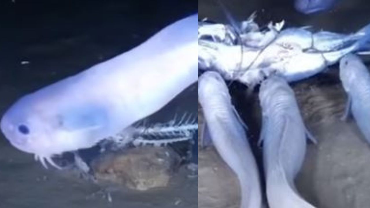 A 7 mil metros de profundidade, nova espécie de peixe-caracol é revelada