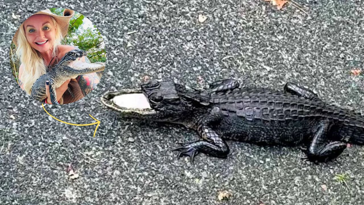 O destino de ‘Lil Guy’, jacaré sem mandíbula que viralizou entre internautas