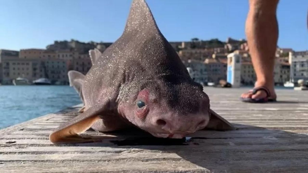 Na Itália, oficiais da Marinha se surpreendem com tubarão que tem ‘rosto’ de porco