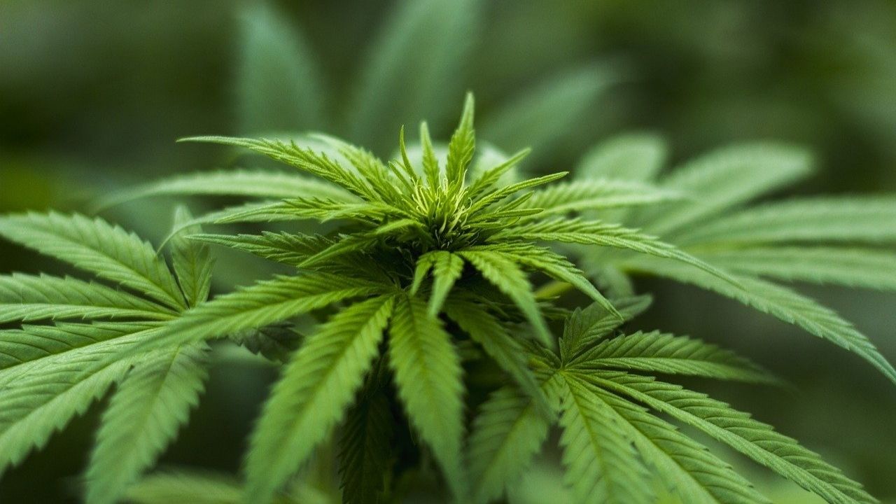 Liberação do uso de maconha não aumentou abuso ou dependência nos EUA, diz estudo