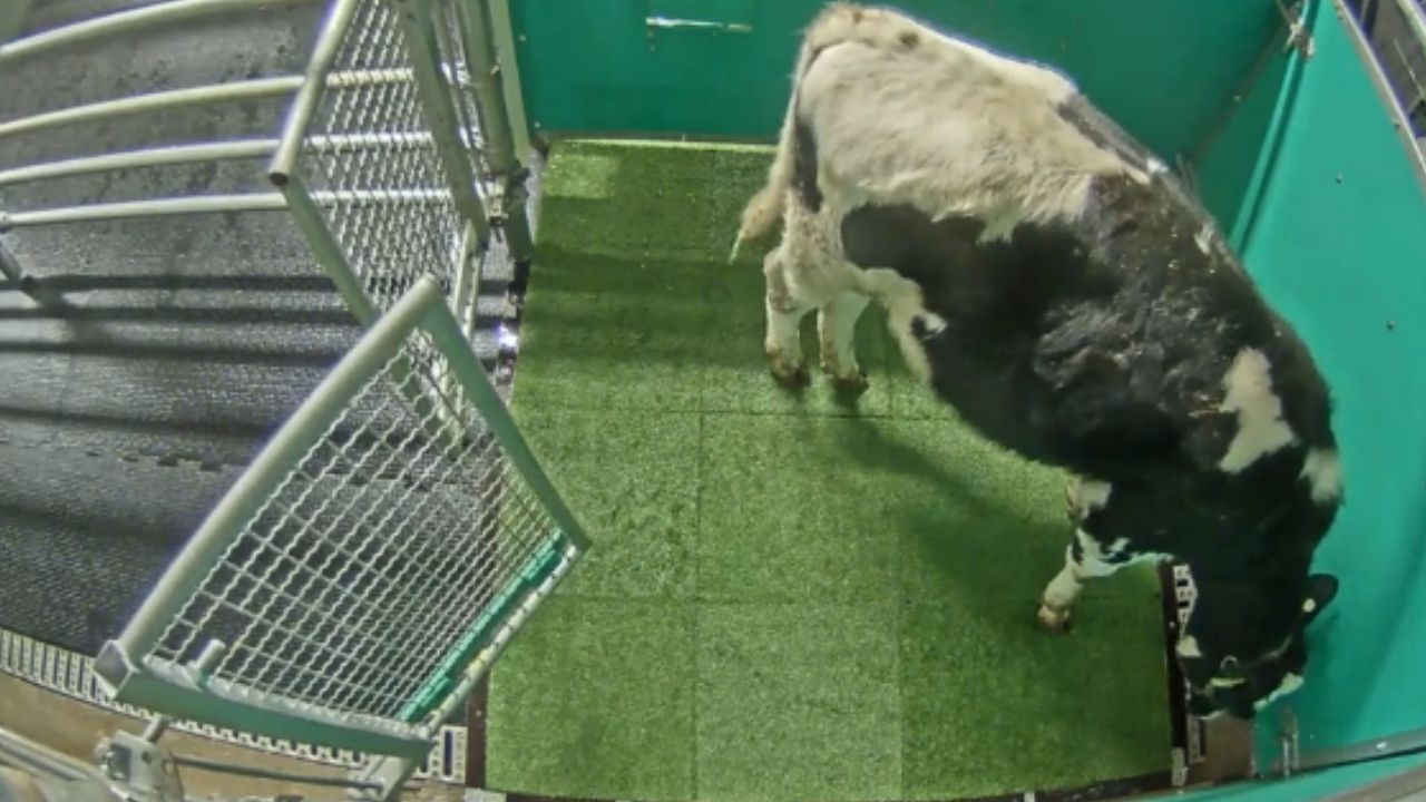 Visando redução do efeito estufa, cientistas ensinam vacas a usar banheiro