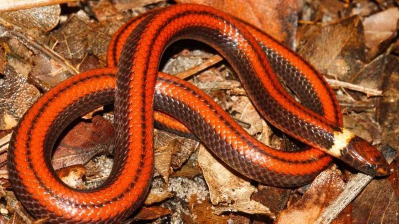 Nova espécie de cobra é descoberta no Paraguai