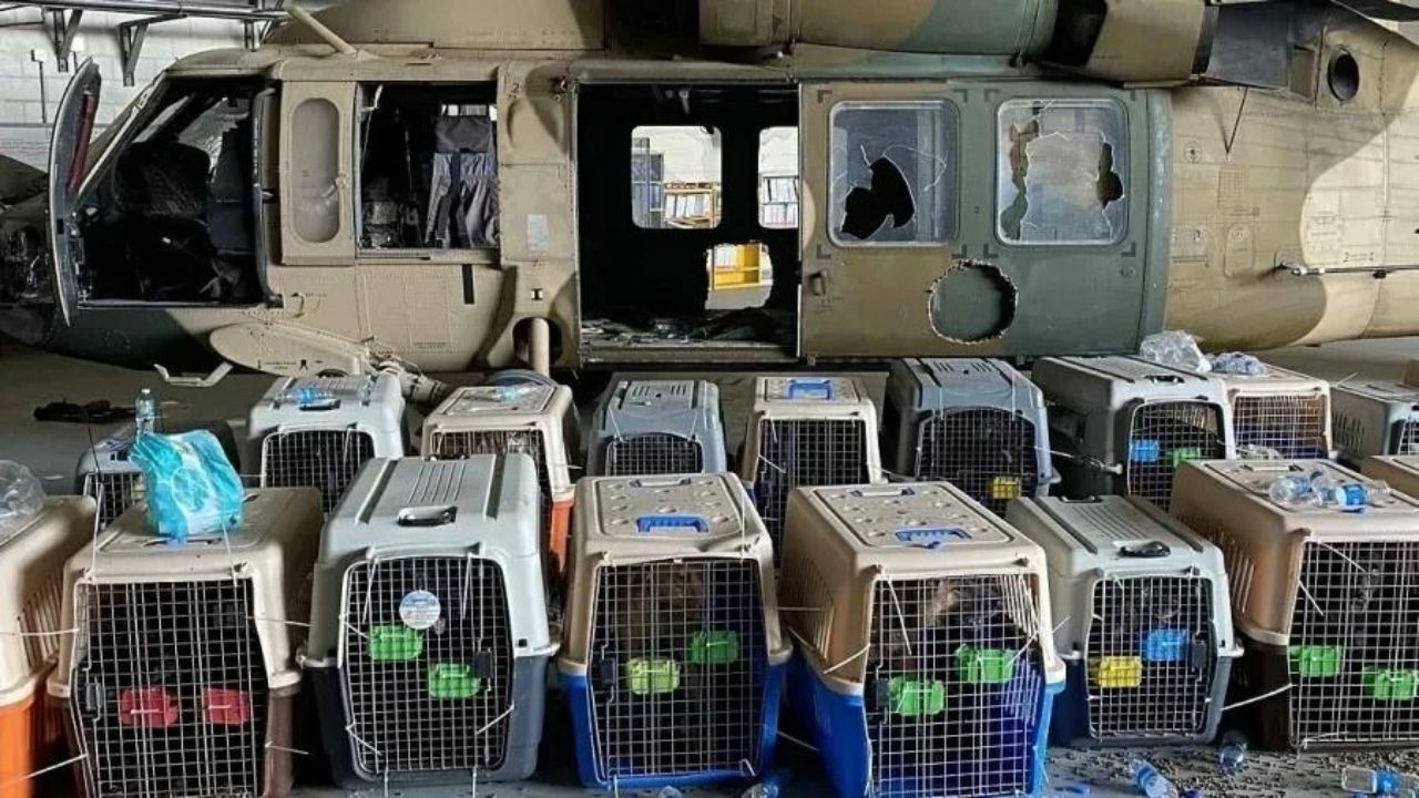 EUA negam que seus militares tenham abandonado cães em Cabul