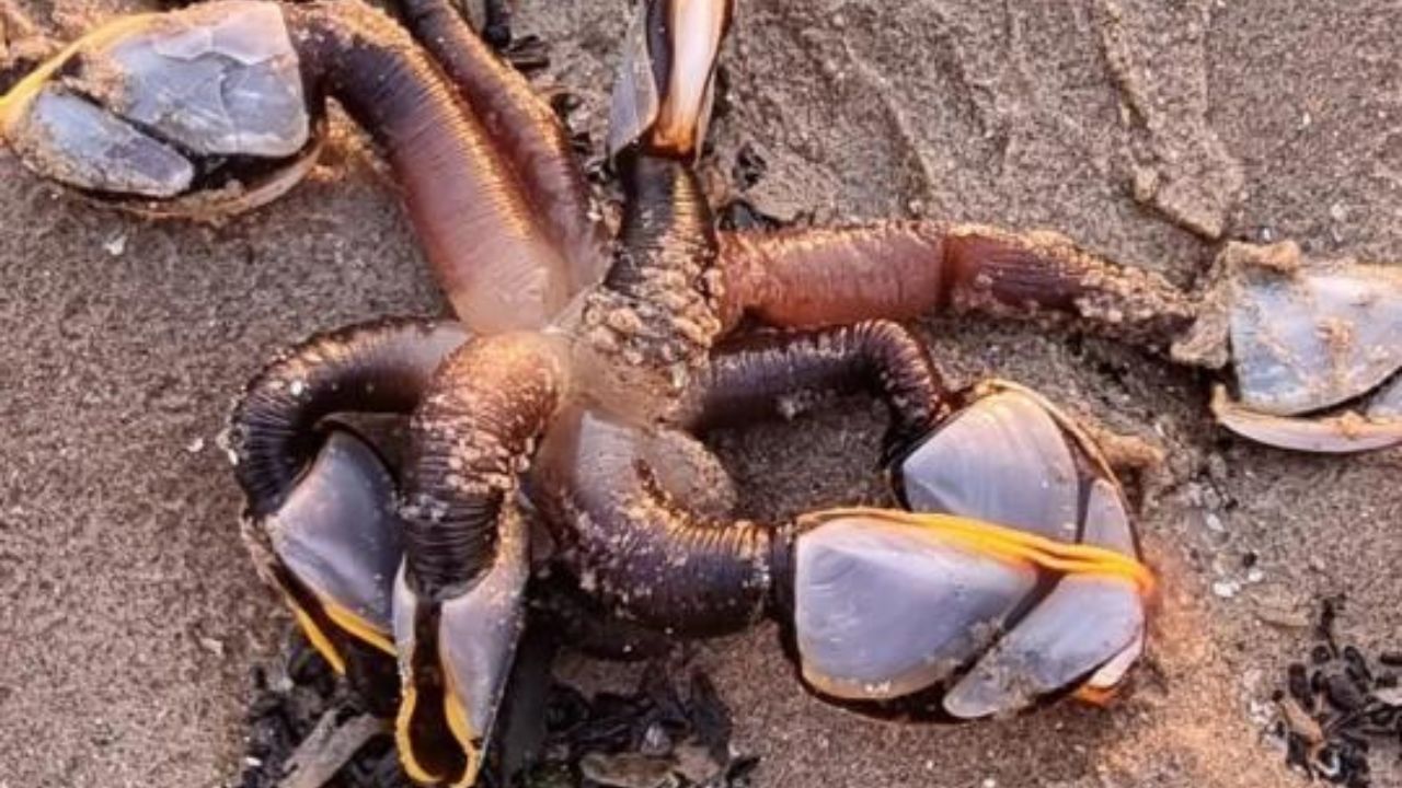 Criatura singular chama atenção de banhistas em praia no Reino Unido