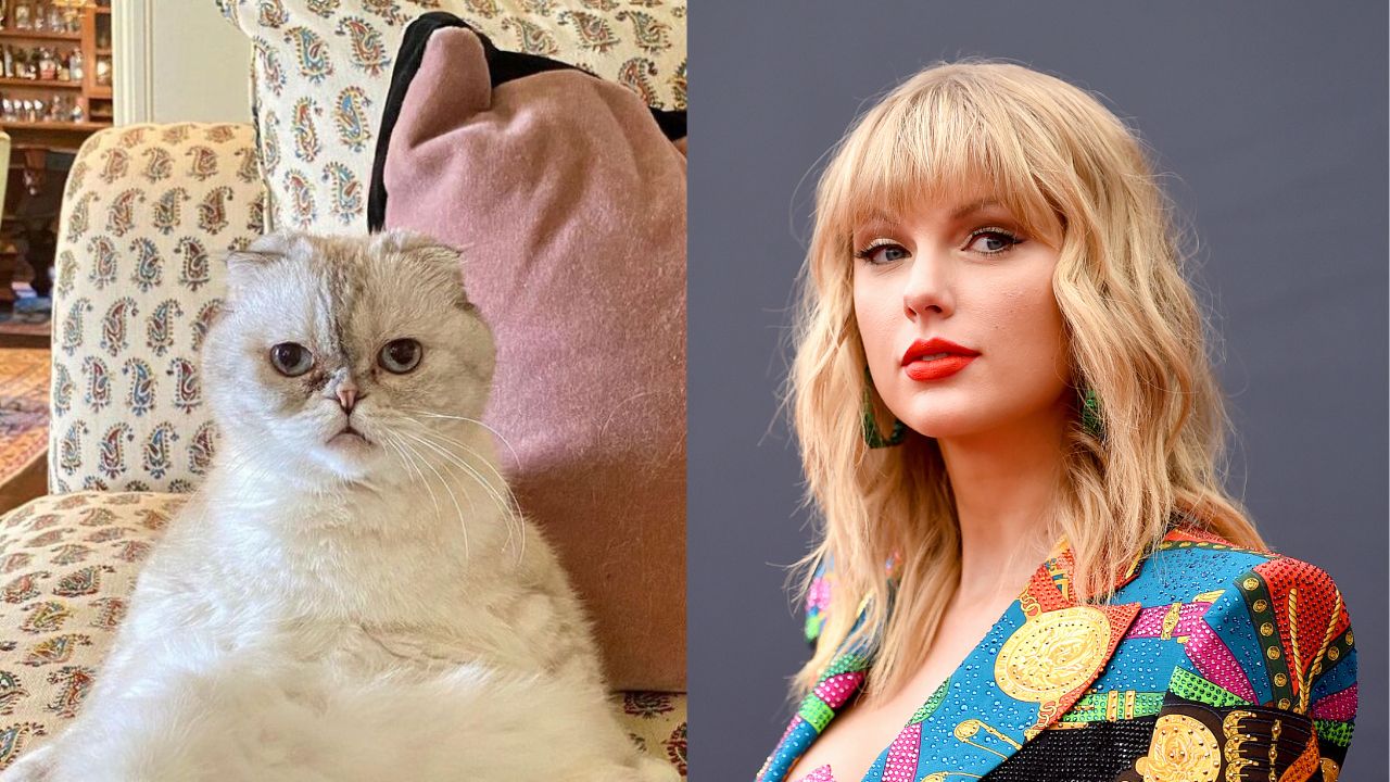Olivia Benson, gata de Taylor Swift, possui fortuna avaliada em mais de R$ 500 milhões