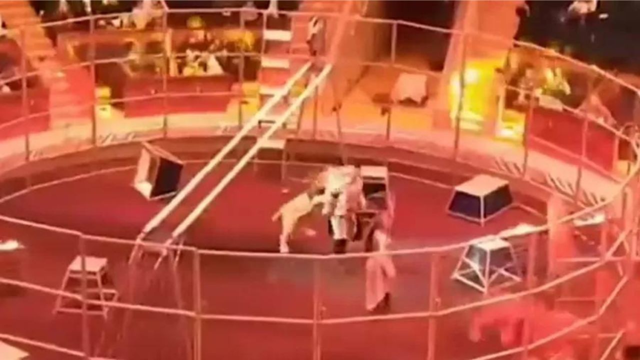 Domador é atacado por leão durante apresentação na Rússia