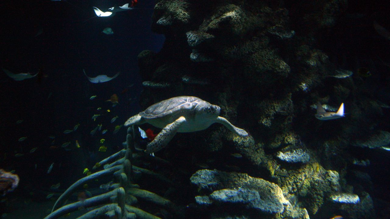Extinção em massa nos oceanos pode acontecer devido às crises climáticas, afirmam cientistas