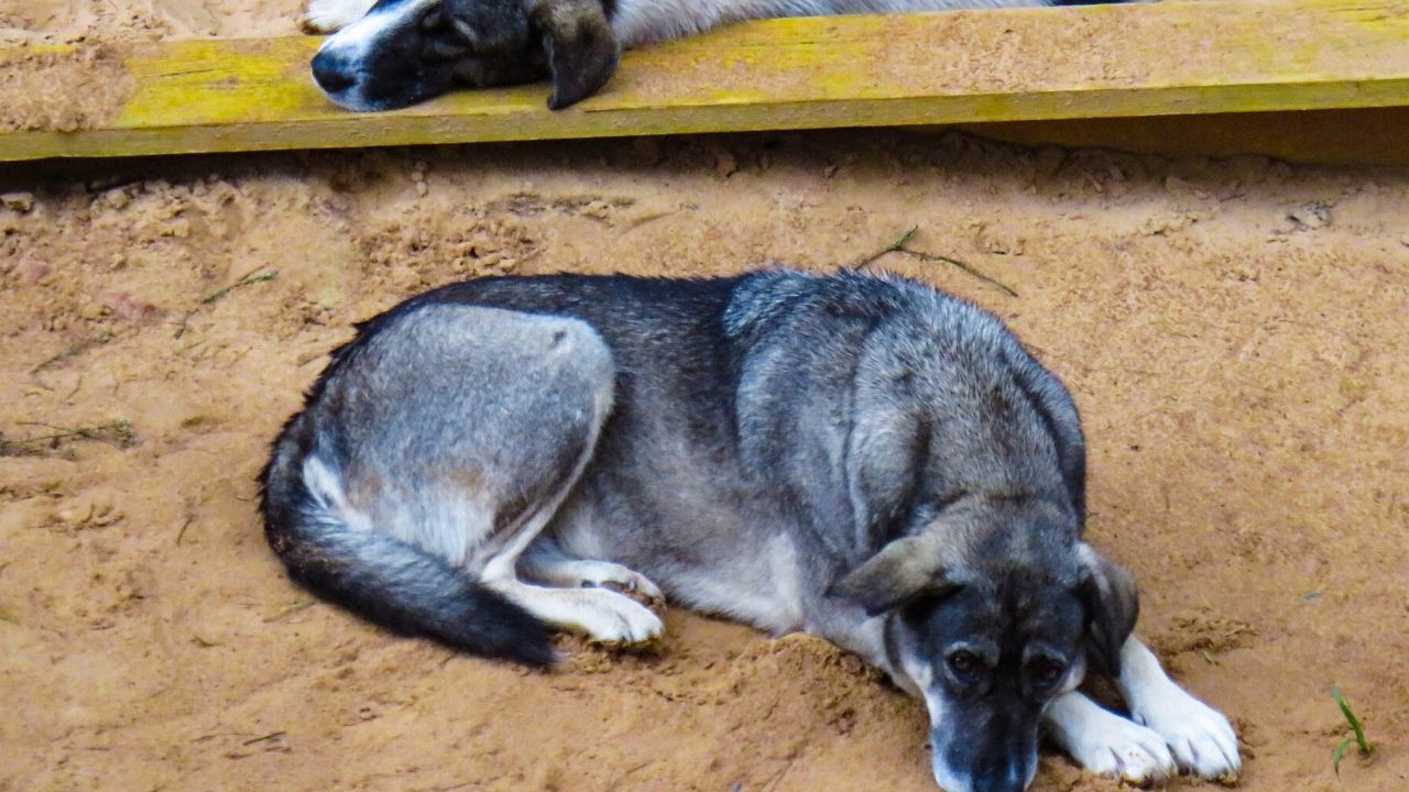Coronavírus: cães foram salvos de serem levados para festival de carne de cachorro, na China