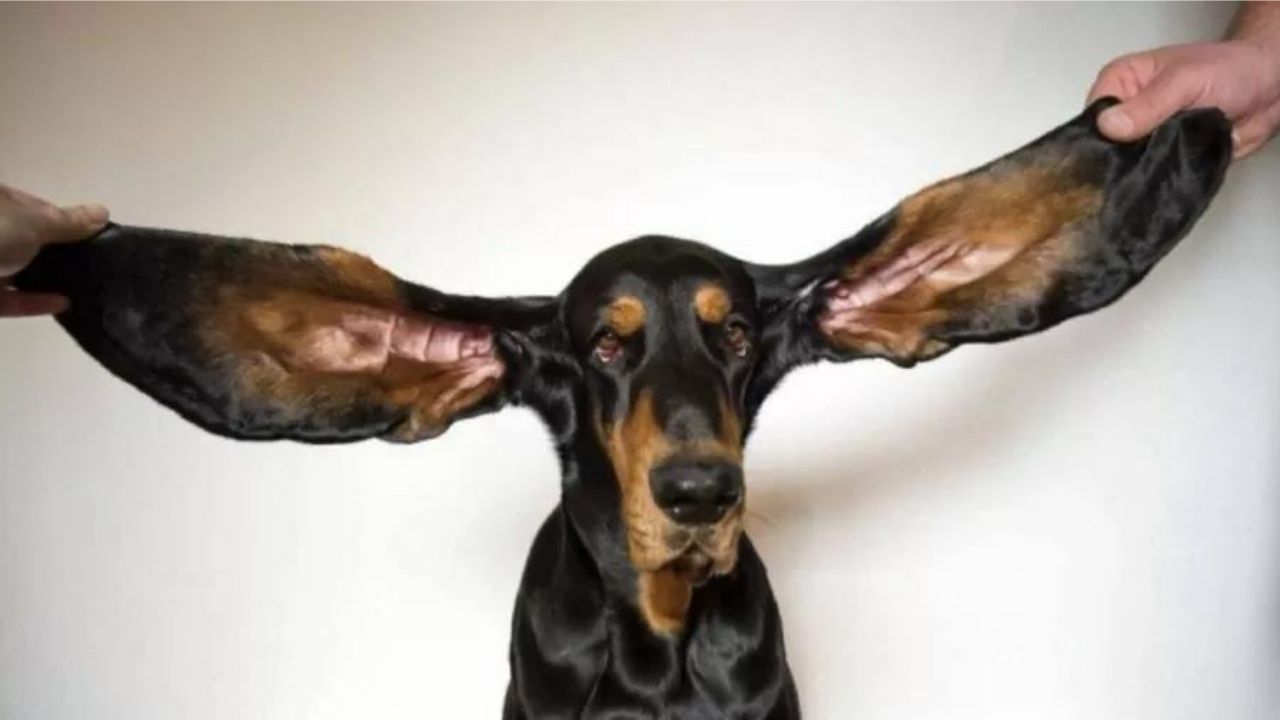 De maiores orelhas a mulher que pula corda com o próprio cabelo: 5 novos recordes do Guinnes Book de 2022