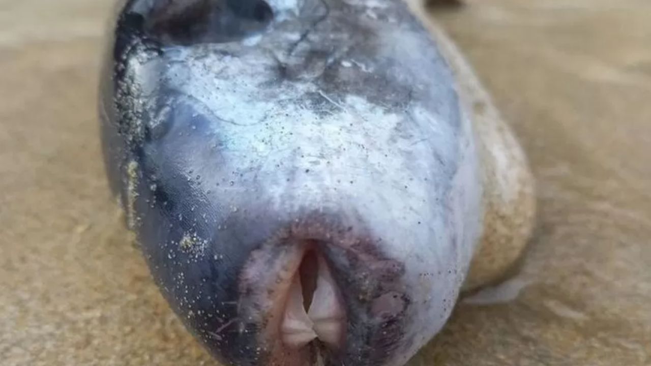 Mulher encontra peixe com bico e veneno mortal em praia no Reino Unido