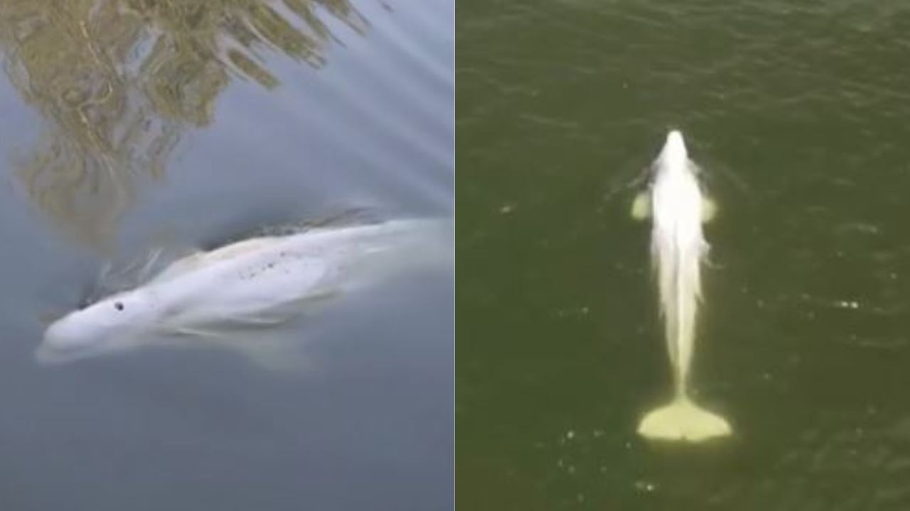 Baleia beluga encontrada no rio Sena ficará em tanque de água salgada
