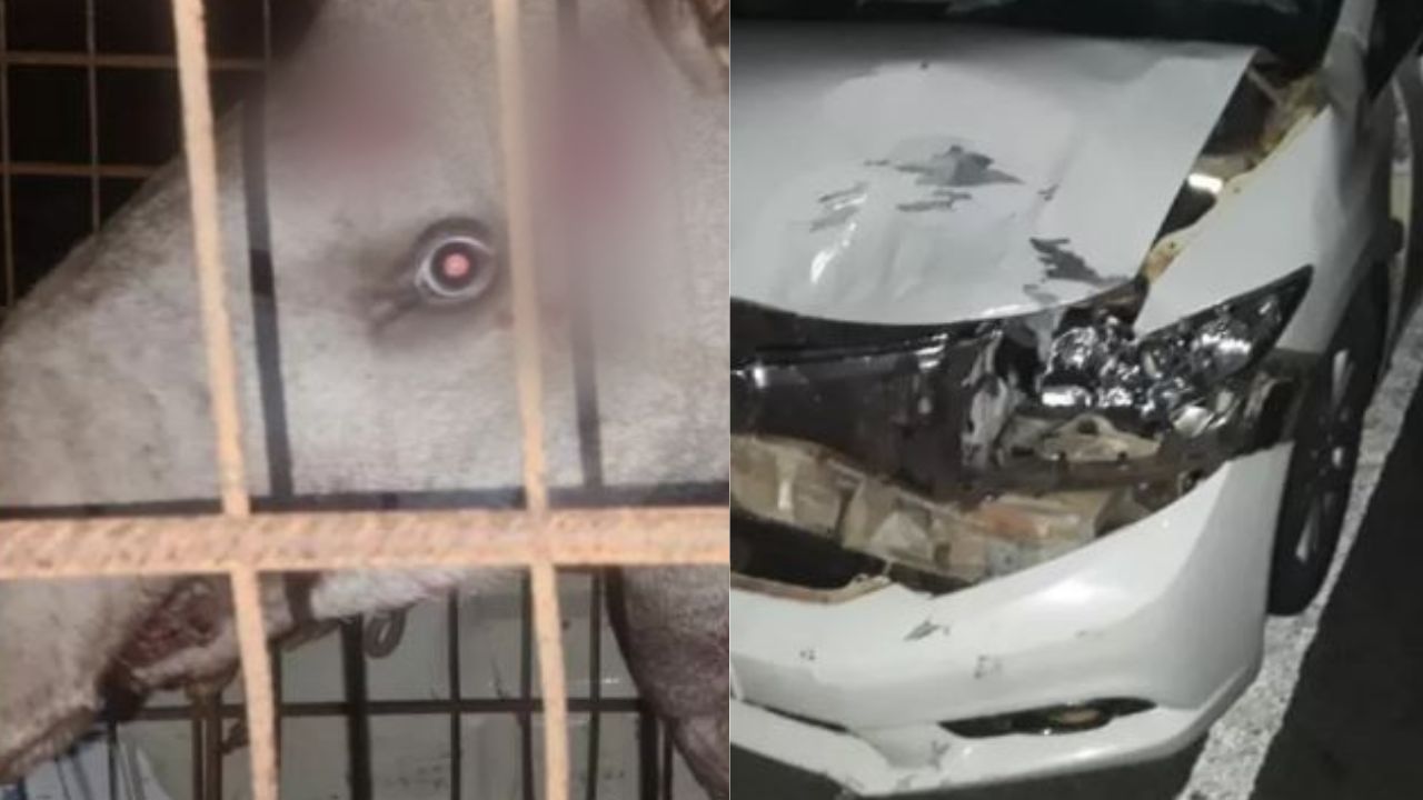 Anta de 250kg é atropelada em rodovia no Mato Grosso do Sul