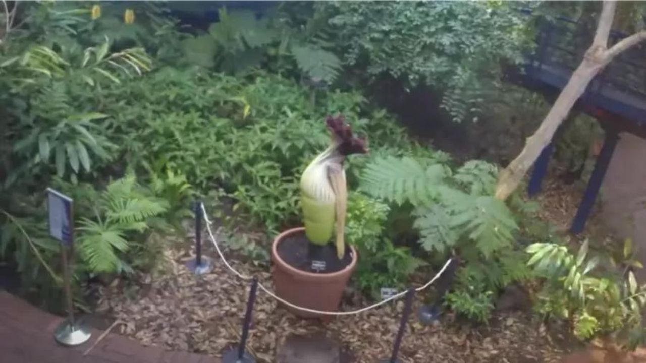 Com cheiro de putrefação, rara flor-cadáver chama atenção de turistas, na Austrália