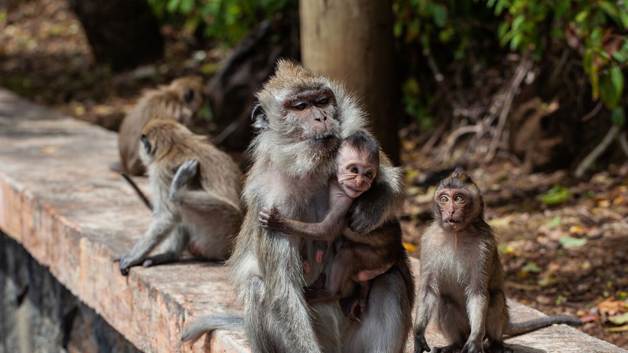 Macacos tomam cidade tailandesa e pessoas se sentem “aprisionadas”
