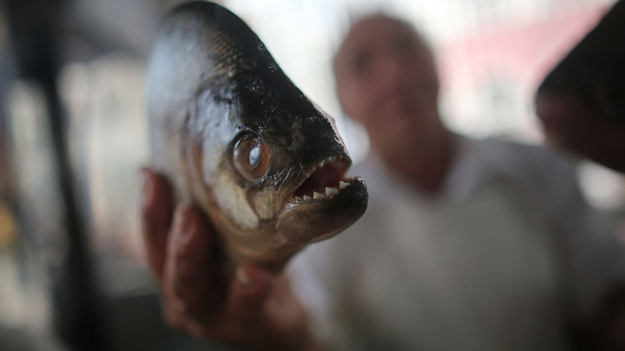 Intrigou especialistas: A piranha do Brasil foi parar nos EUA