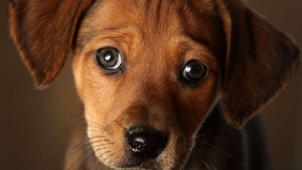 Prefeito de Belo Horizonte sanciona lei que proíbe tatuagem e piercing em animais