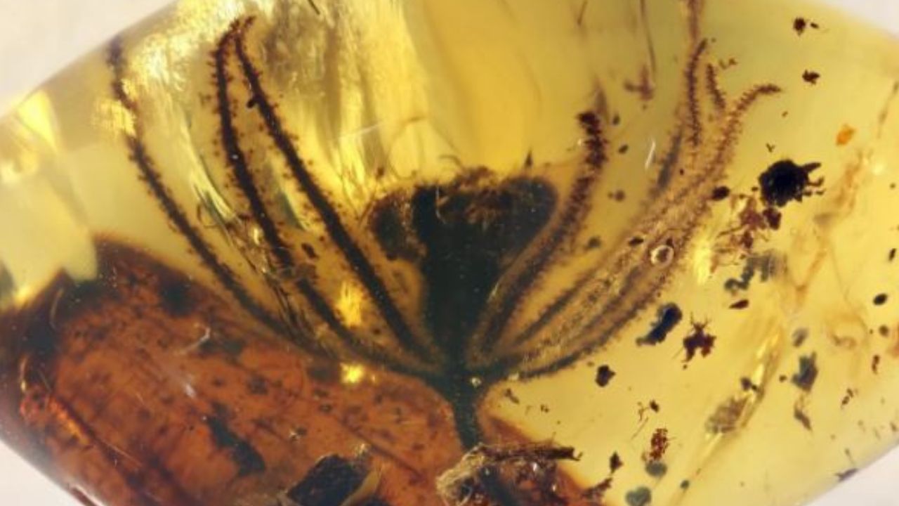 Cientistas descobrem flores que surgiram cerca de 50 milhões de anos antes dos dinos