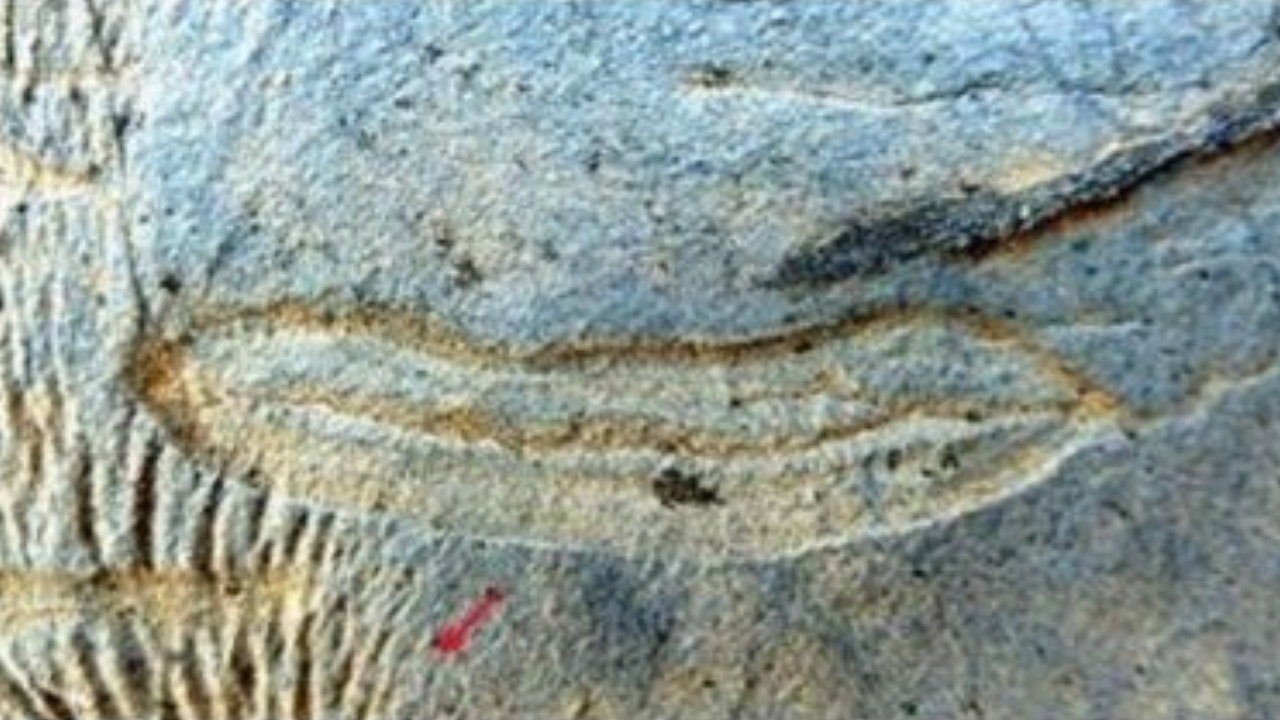 Primeiros na América do Sul: fósseis pré-cambrianos são encontrados em MG