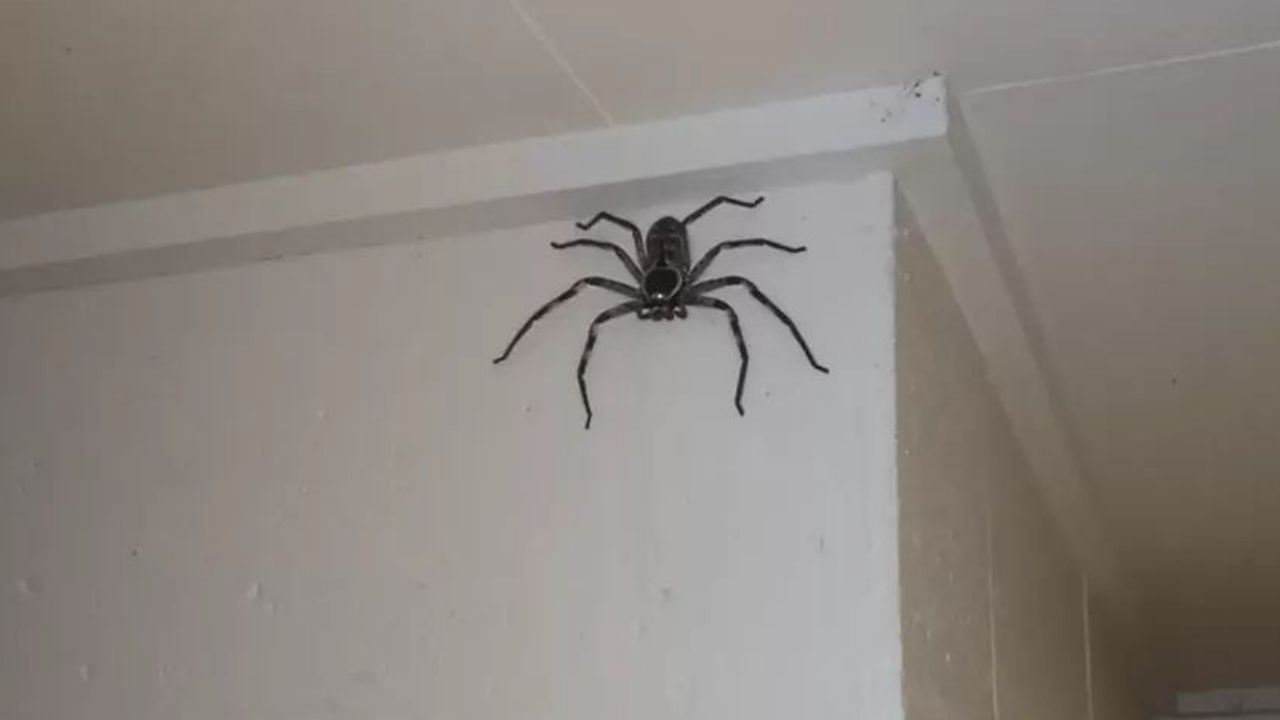 Família cria aranha ‘gigante’ em casa há mais de 1 ano