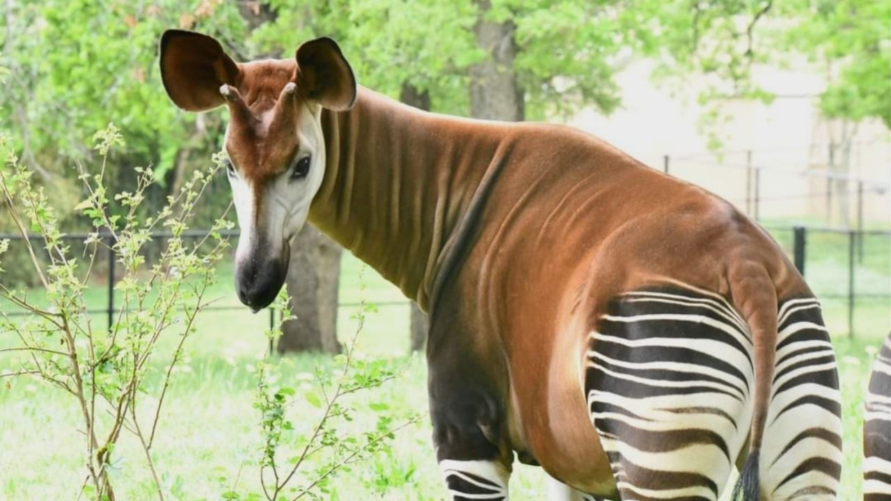 Parente da girafa com parte traseira de zebra, ocapi ameaçada de extinção terá novo filhote