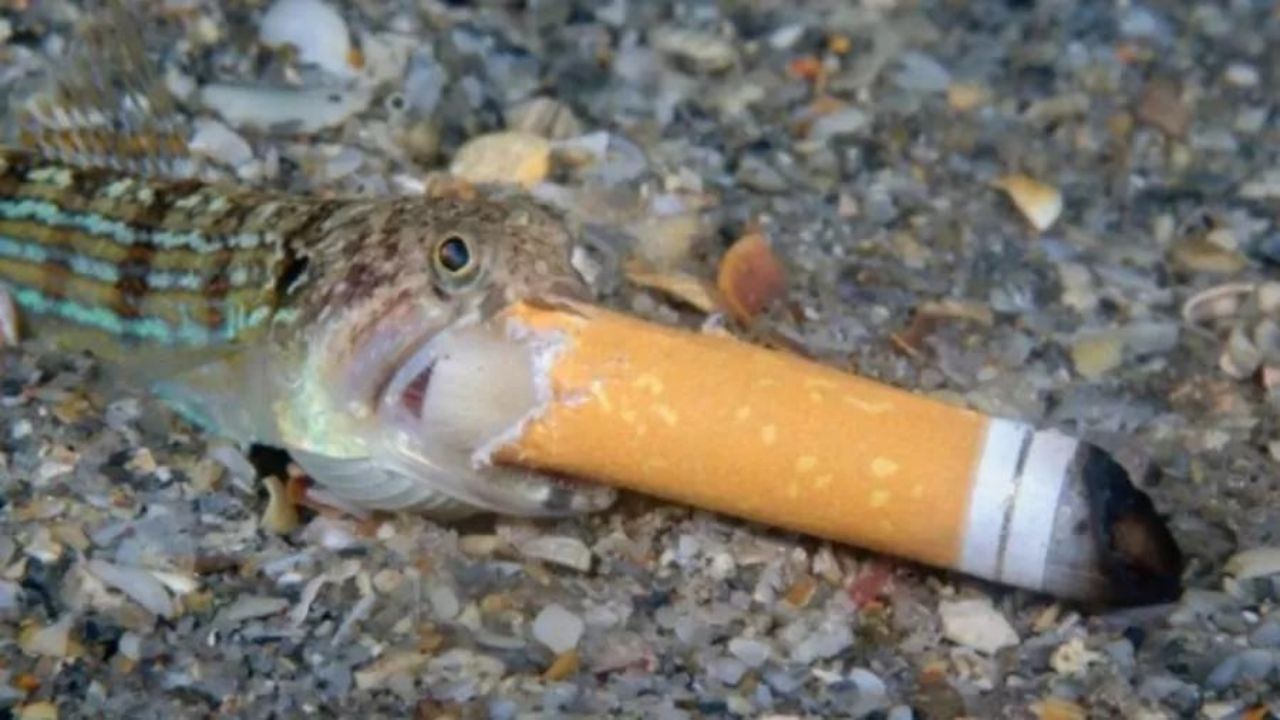 Peixe com cigarro e cavalo marinho ‘de máscara’: veja os destaques do Ocean Photography Awards