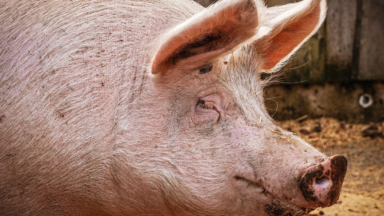 Novo vírus da gripe com potencial pandêmico é encontrado em porcos na China, diz estudo