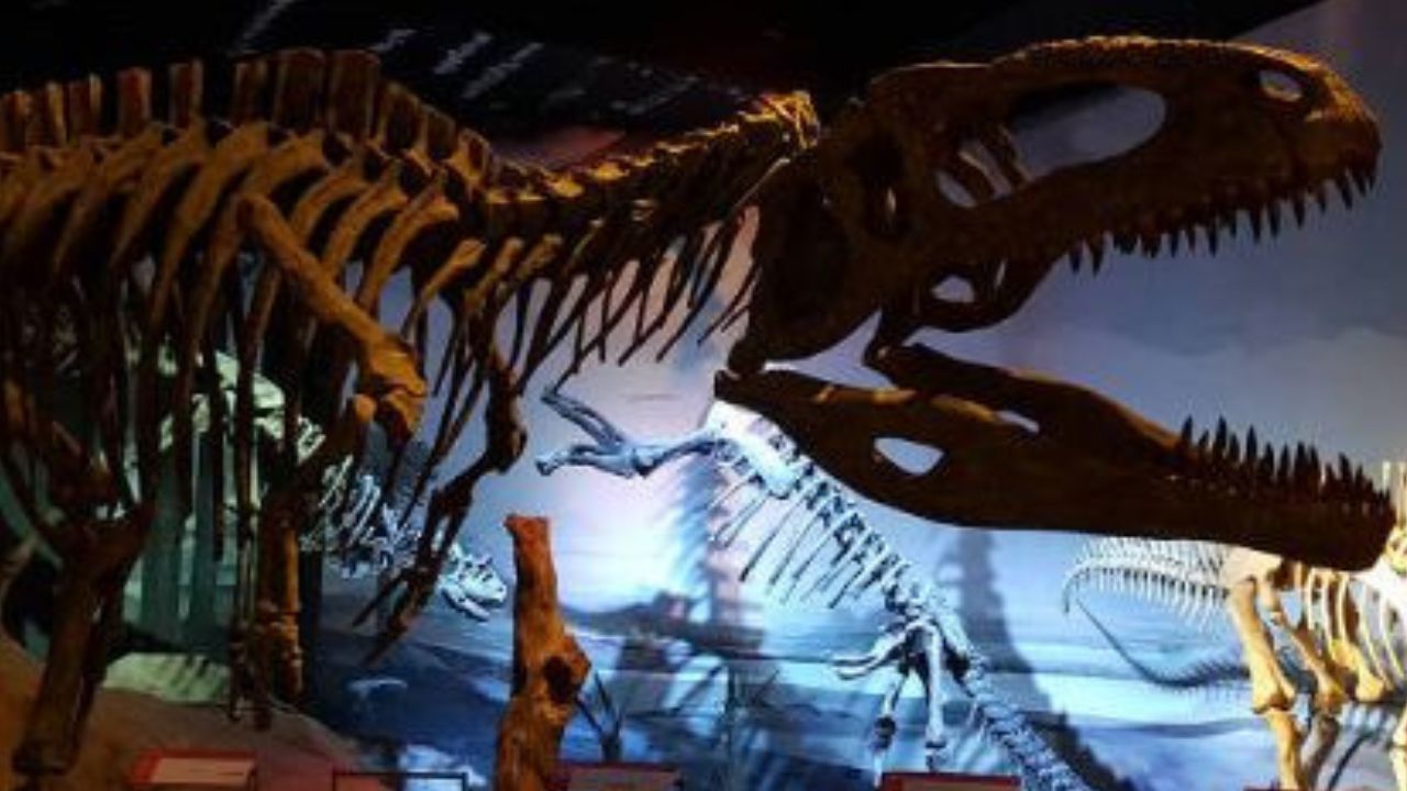 Com fósseis barrados na alfândega, exposição com maior dinossauro do mundo é adiada