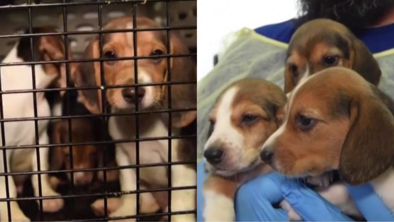 4 mil cães que seriam usados como cobaias nos EUA foram resgatados