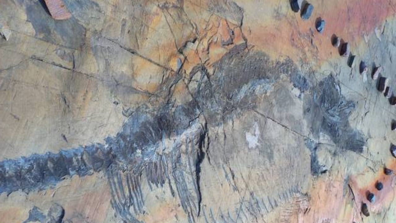 Fóssil de ictiossauro grávida é descoberto no Chile