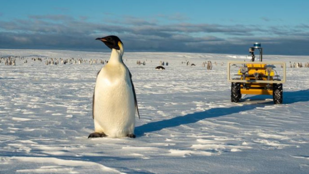 Por que um robô irá ‘viver’ com pinguins na Antártida?