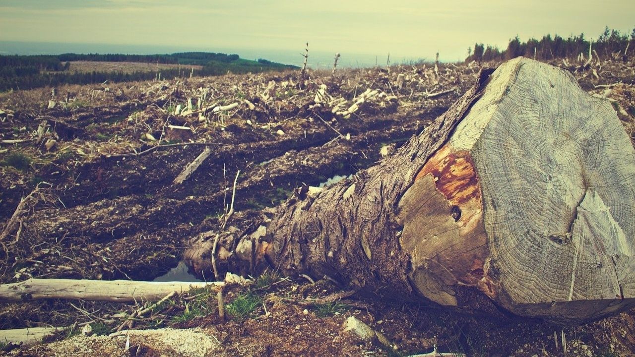 Brasil perdeu 52 milhões de hectares de vegetação no século 21, diz relatório