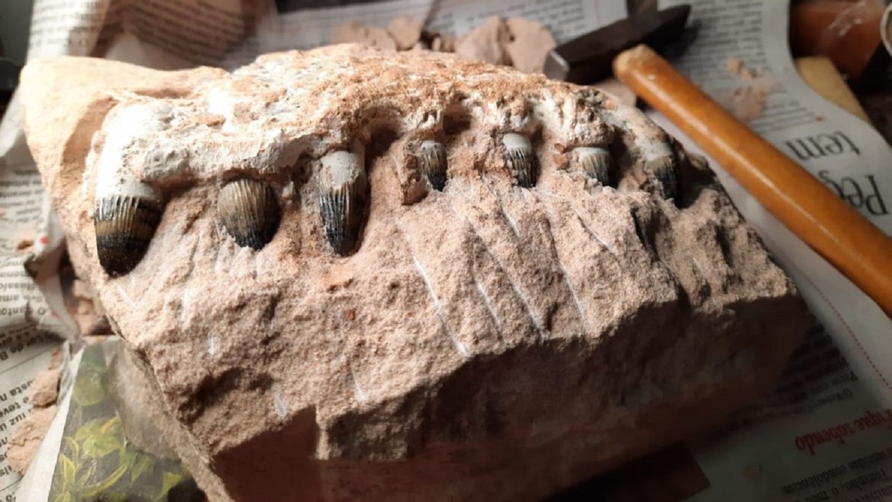 Durante obras em pedágio, em São Paulo, trabalhadores encontram fósseis de dinossauros