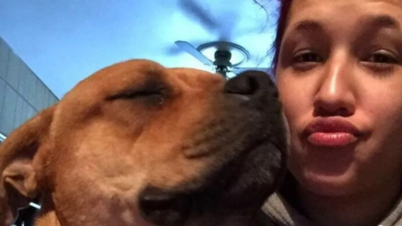 Mulher encontra seu cão perdido há 2 anos enquanto procurava outro para adotar