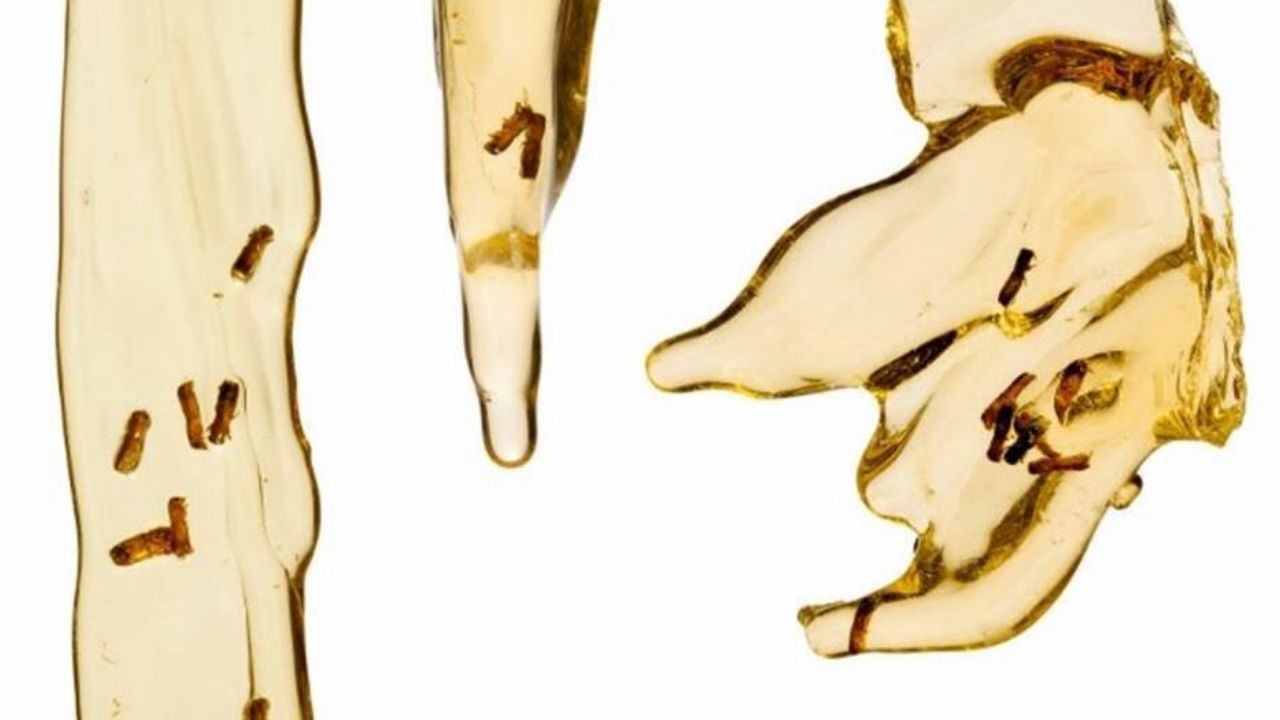 Cientistas extraem DNA de inseto incrustado em âmbar