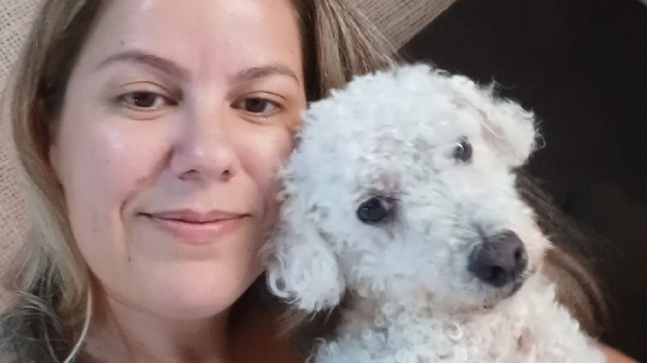 Poodle percorre 15 km para reencontrar família